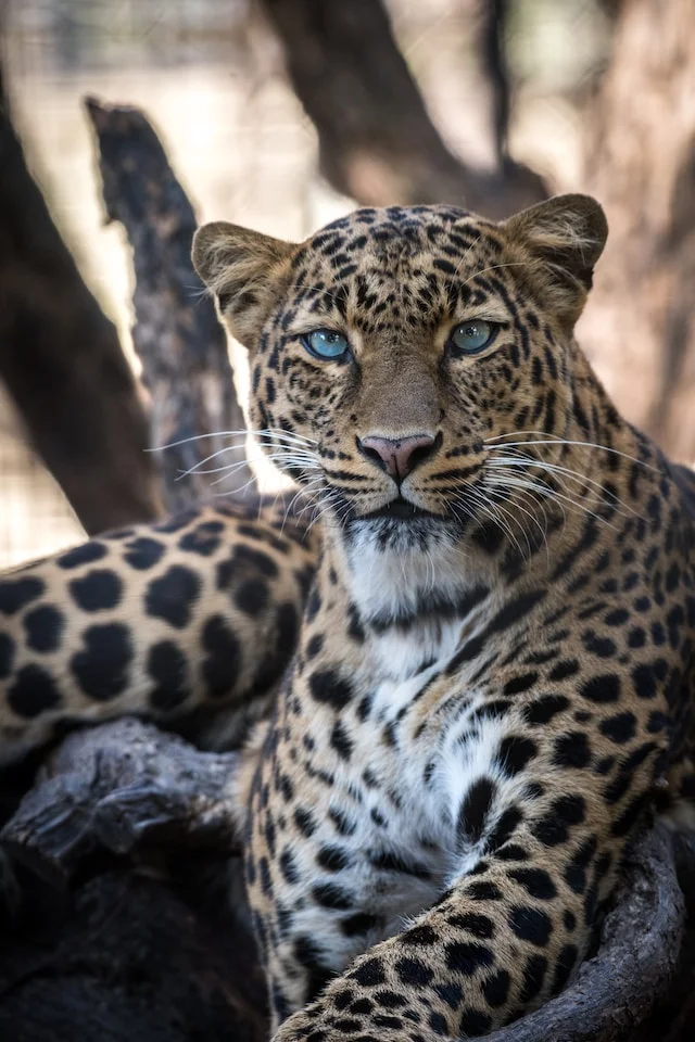 A jaguar at the Cockscomb Basin Wildlife Sanctuary
